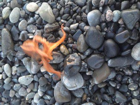 連日アオリ釣果　